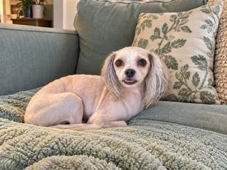 A young small-sized female White / Cream Maltese dog named Harley for adoption in Tifton, GA