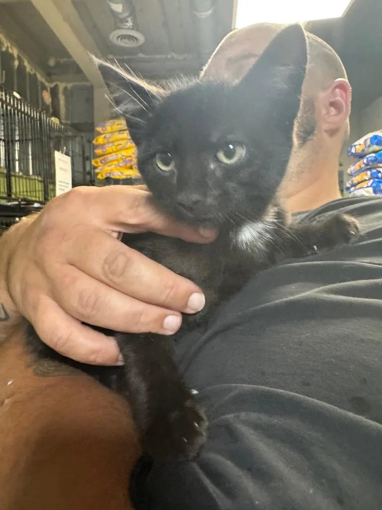A baby medium-sized male Domestic Short Hair cat named Punch for adoption in Shelbyville, TN