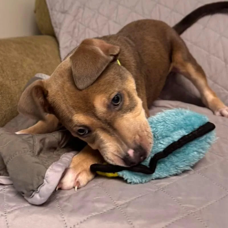 Pawpeye thumbnail 3