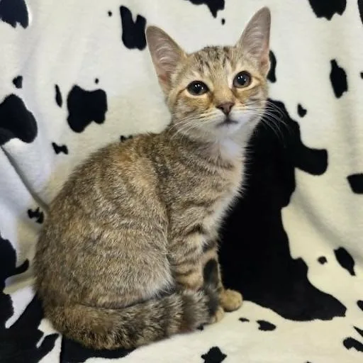A baby small-sized female American Shorthair cat named Clementine for adoption in Danbury, CT