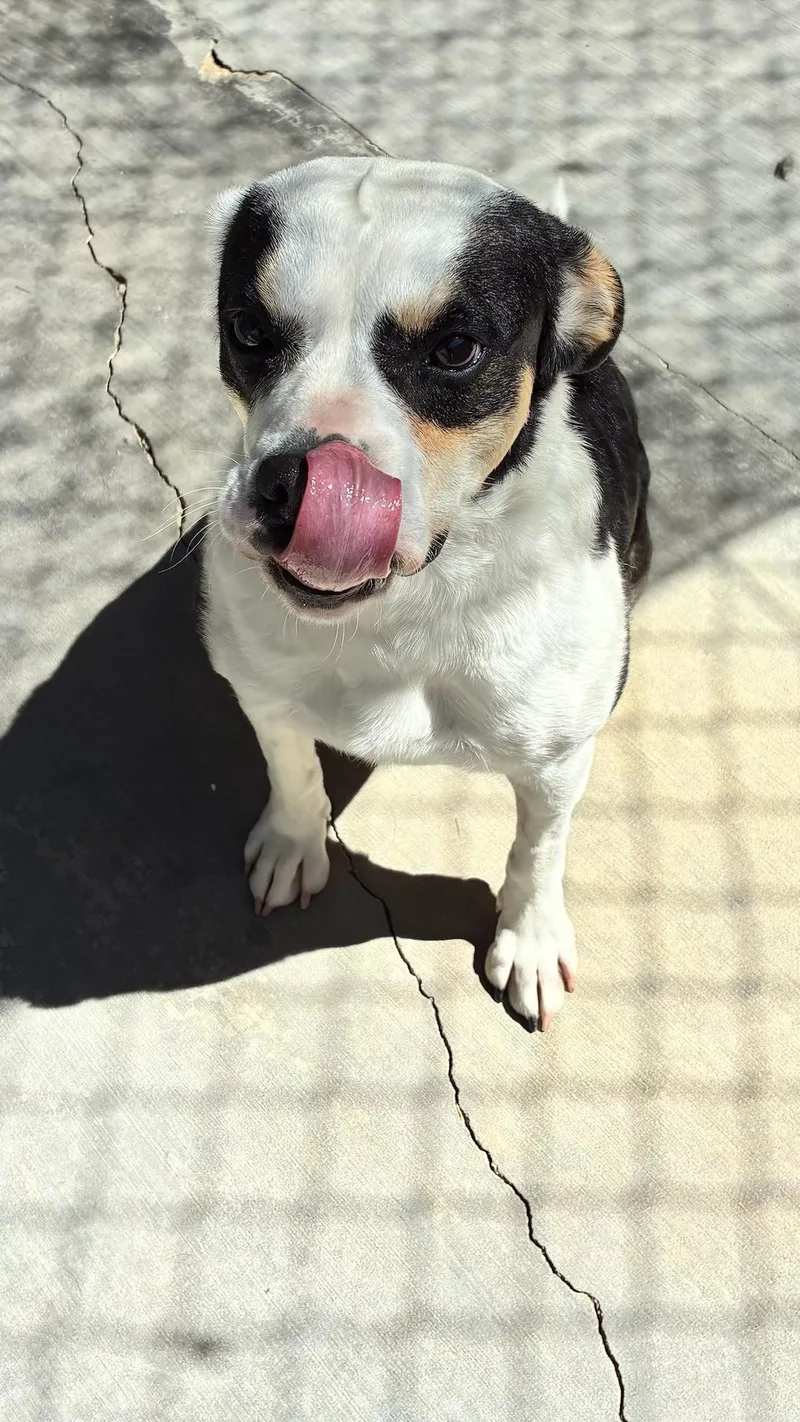 A young medium-sized female Tricolor (Brown, Black, & White) Jack Russell Terrier dog named Lana Del Rey for adoption in Joshua Tree, CA