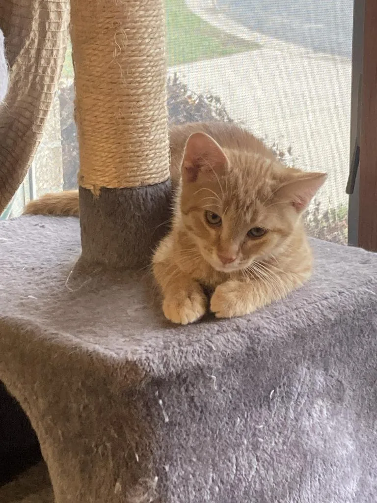 A baby medium-sized male Domestic Short Hair cat named Berry for adoption in St. Cloud, MN