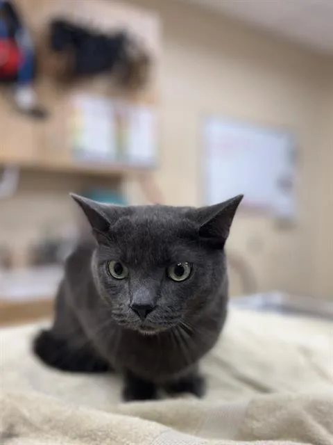 A young small-sized male Domestic Short Hair cat named Nevin for adoption in Aliquippa, PA