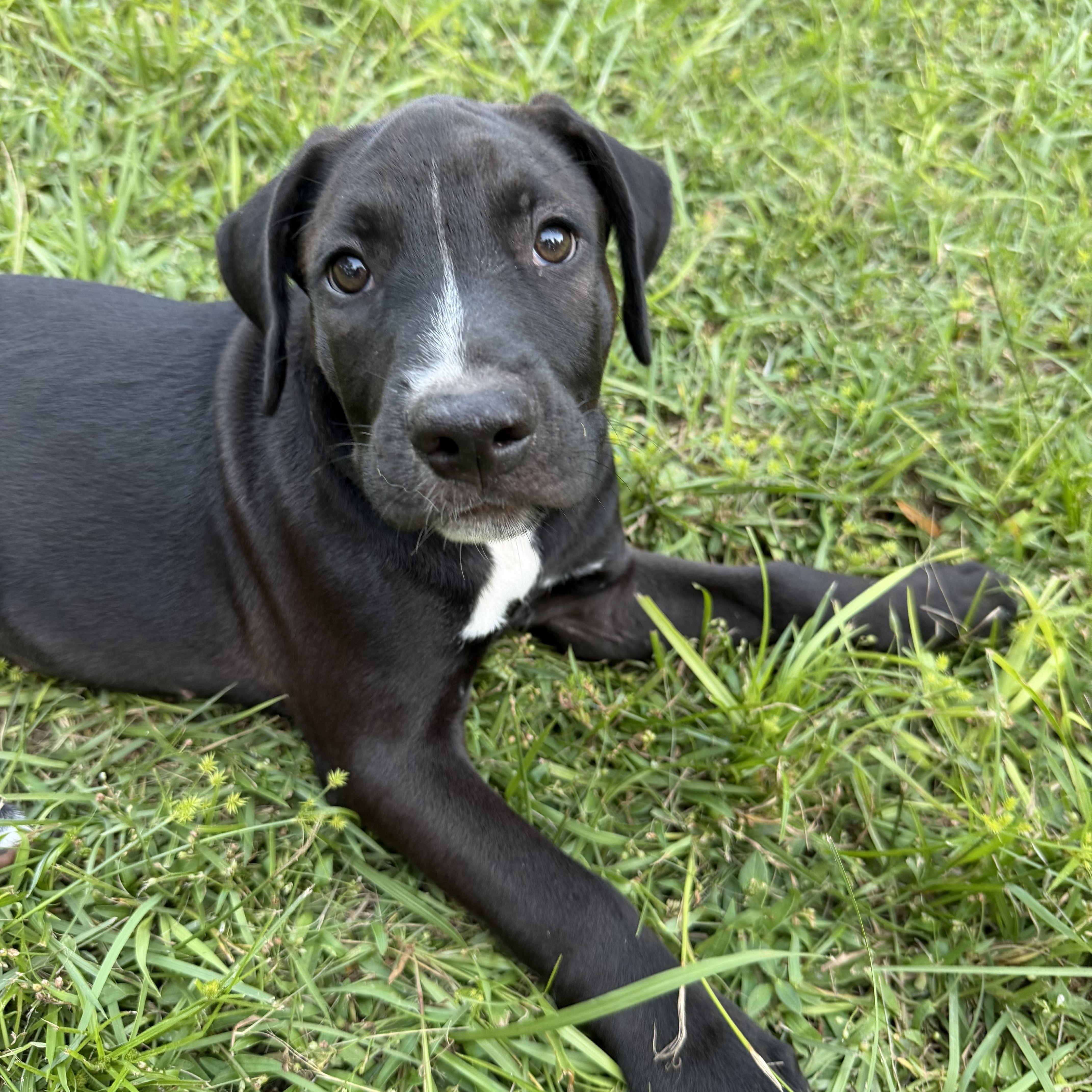 A baby large-sized male Pit Bull Terrier dog named Onyx for adoption in Groveland, FL