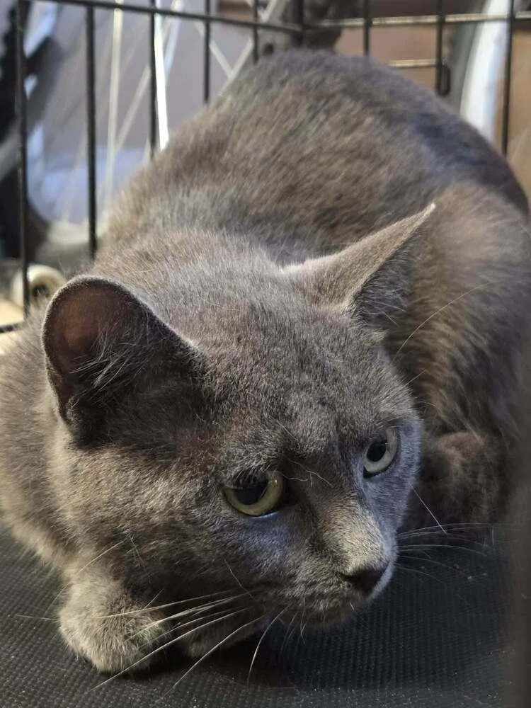 An adult small-sized female Gray / Blue / Silver Domestic Short Hair cat named Gracie for adoption in Virginia Beach, VA