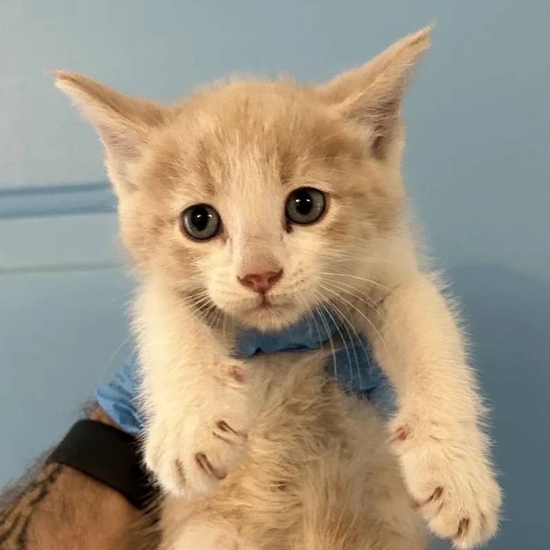 A baby small-sized male Buff / Tan / Fawn Domestic Short Hair cat named Cosmic for adoption in Denver, CO