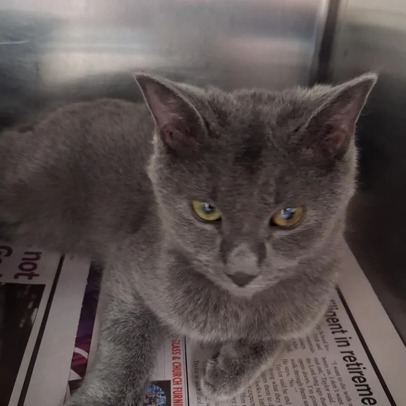 A young medium-sized male Gray / Blue / Silver Domestic Short Hair cat named Grayson for adoption in Auburn, AL