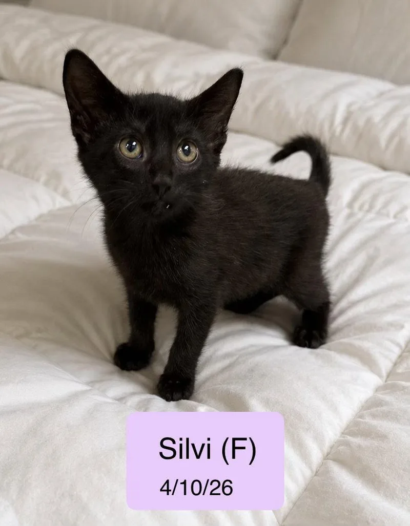 A baby medium-sized female Domestic Short Hair cat named Silvi for adoption in Vacaville, CA