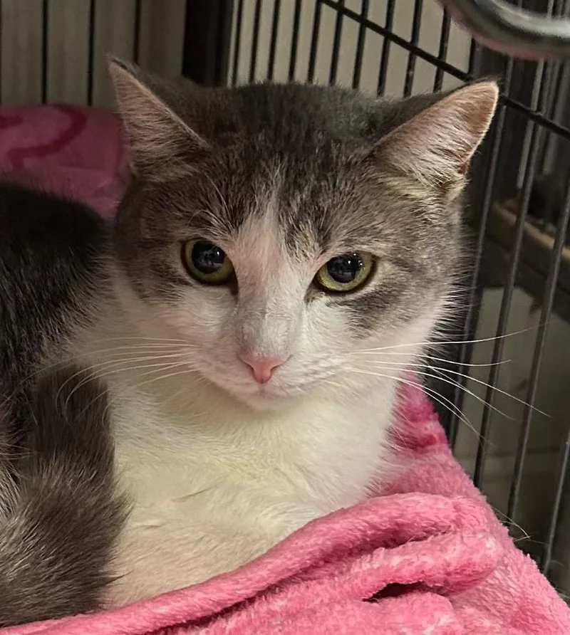 An adult medium-sized female Domestic Short Hair cat named Pansy for adoption in Saginaw, MI