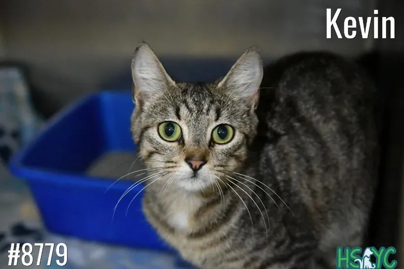 A young medium-sized male Domestic Short Hair cat named Snack Attack for adoption in Fort Mill, SC