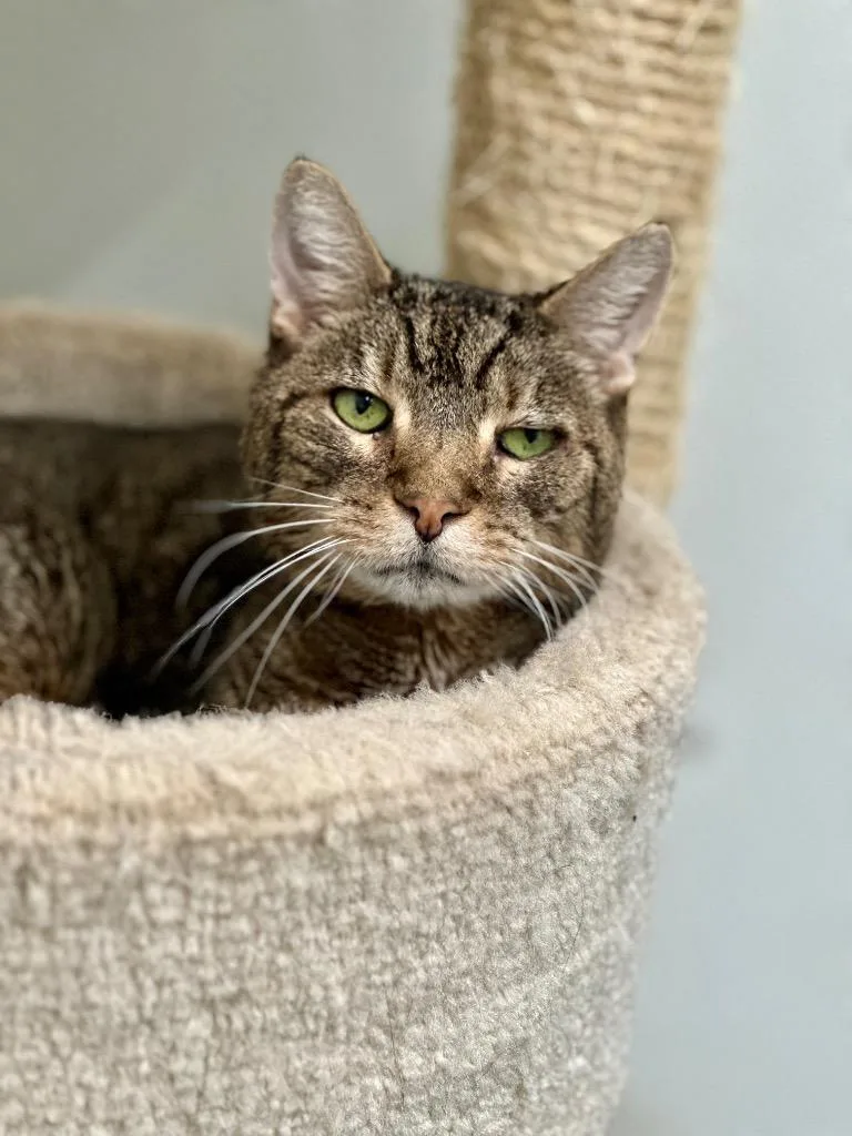 A senior medium-sized male Domestic Short Hair cat named Albert for adoption in Cumberland, ME