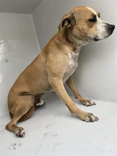 An adult medium-sized male Pit Bull Terrier dog named Chowder for adoption in Houston, TX