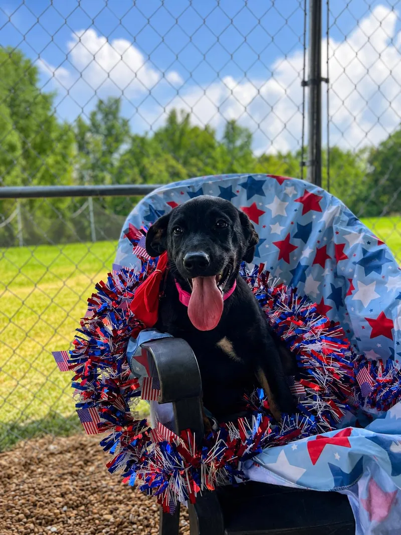 A baby medium-sized female Black Labrador Retriever dog named Liberty for adoption in Medfield, MA