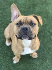An adult medium-sized male English Bulldog dog named Hoss for adoption in Independence, MO