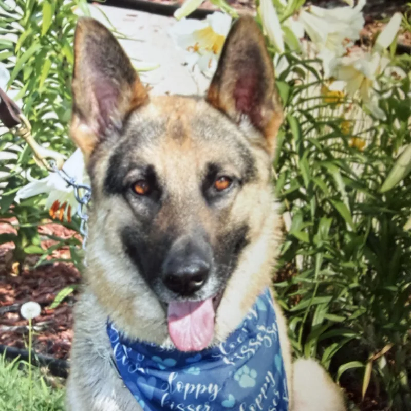 A young medium-sized male Black German Shepherd Dog dog named Romeo for adoption in Hutchinson, KS