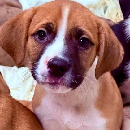 A baby small-sized male Yellow / Tan / Blond / Fawn Labrador Retriever dog named Mayonnaise for adoption in North Charleston, SC