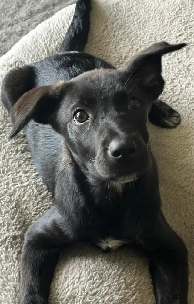 A baby medium-sized female Labrador Retriever dog named Paris for adoption in Polk, OH