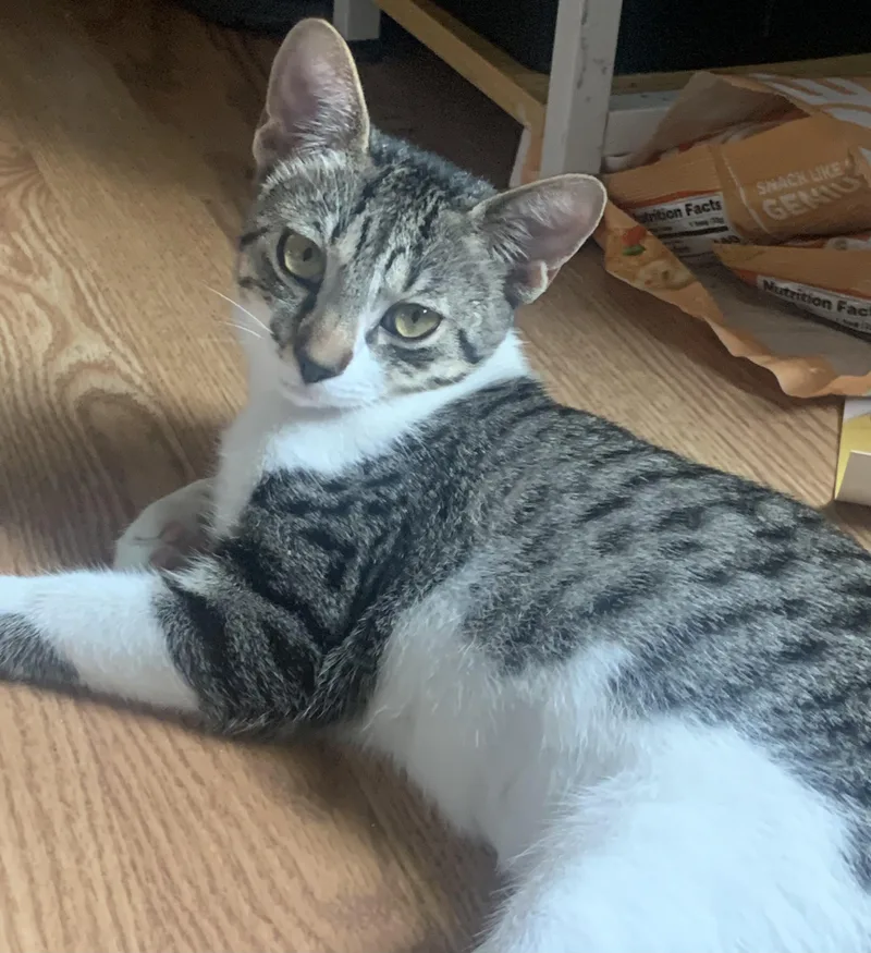 A baby medium-sized female Tabby (Gray / Blue / Silver) Domestic Short Hair cat named Mocha for adoption in Mayfield, NY