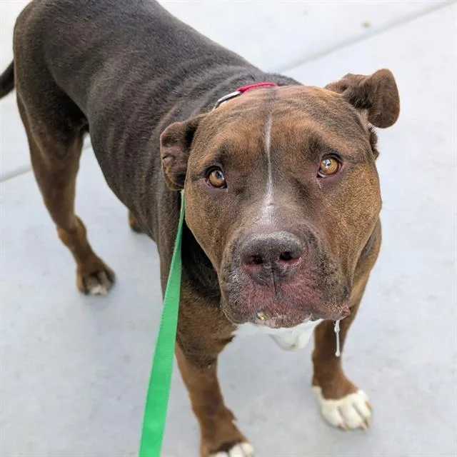 An adult large-sized male Pit Bull Terrier dog named Gordo for adoption in Las Vegas, NV