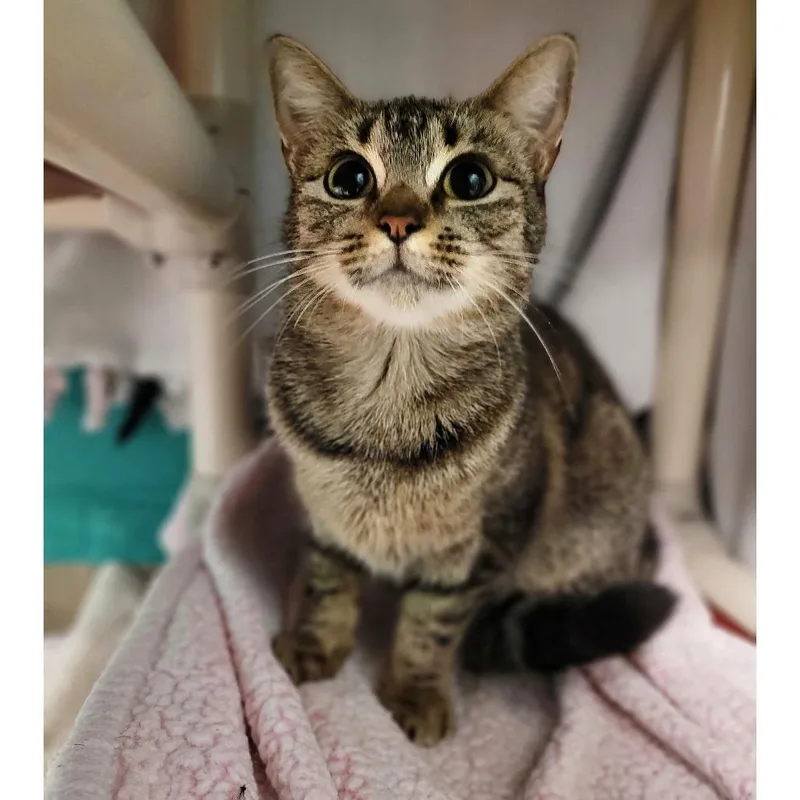 A young medium-sized female Brown / Chocolate Domestic Short Hair cat named Angel for adoption in Fredericksburg, VA