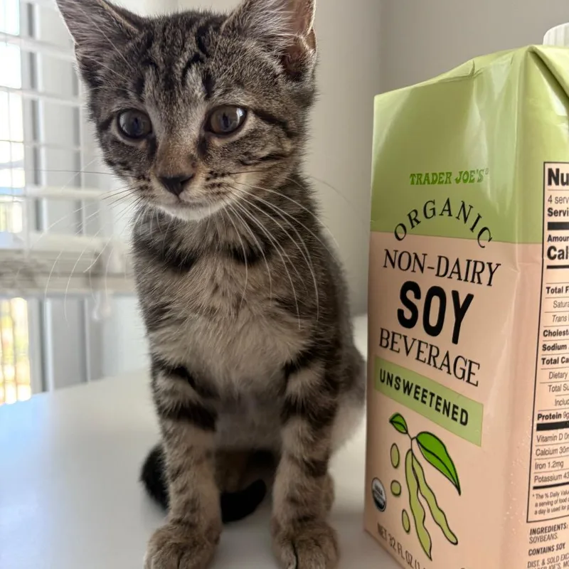 A baby small-sized female Brown / Chocolate Domestic Short Hair cat named Cherry Blossom for adoption in Durham, NC