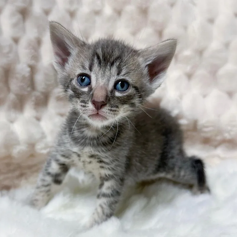 A baby small-sized male Gray / Blue / Silver Domestic Short Hair cat named Flynn for adoption in Long Beach, CA