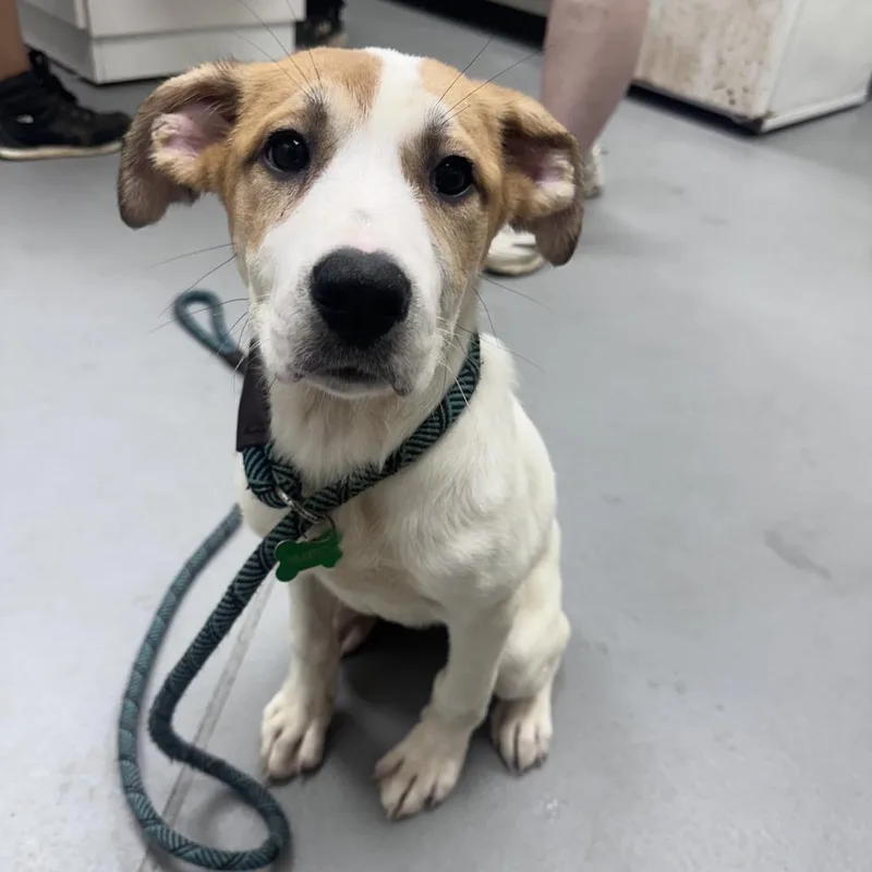A baby small-sized female White / Cream Mixed Breed dog named Straythstreet for adoption in Columbus, GA