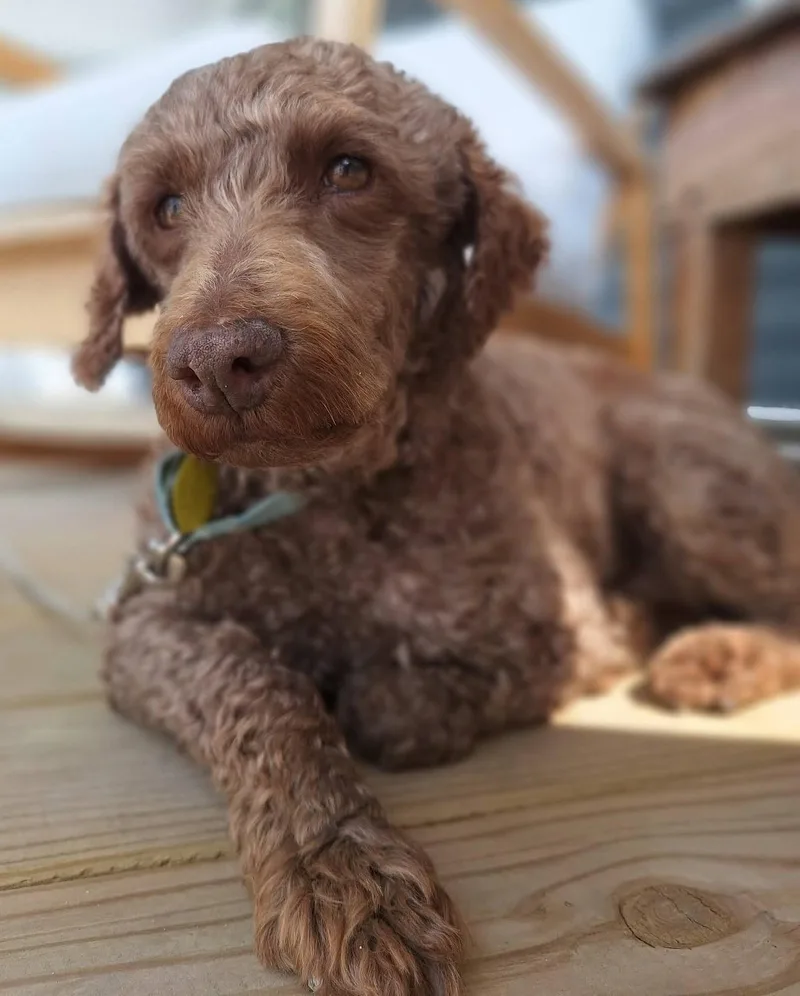 Buster thumbnail 2