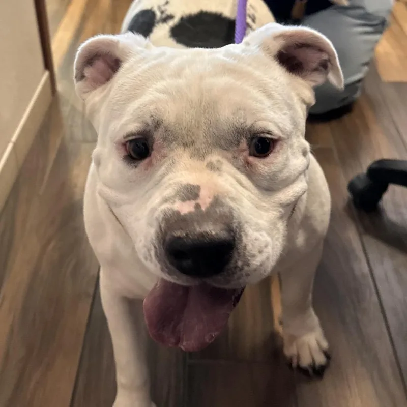 An adult large-sized female White / Cream Pit Bull Terrier dog named Liberty for adoption in Reno, NV