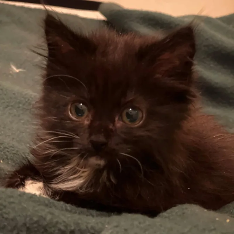 Piper
