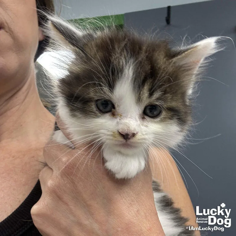 A baby medium-sized female Domestic Long Hair cat named Ivie for adoption in Washington, DC