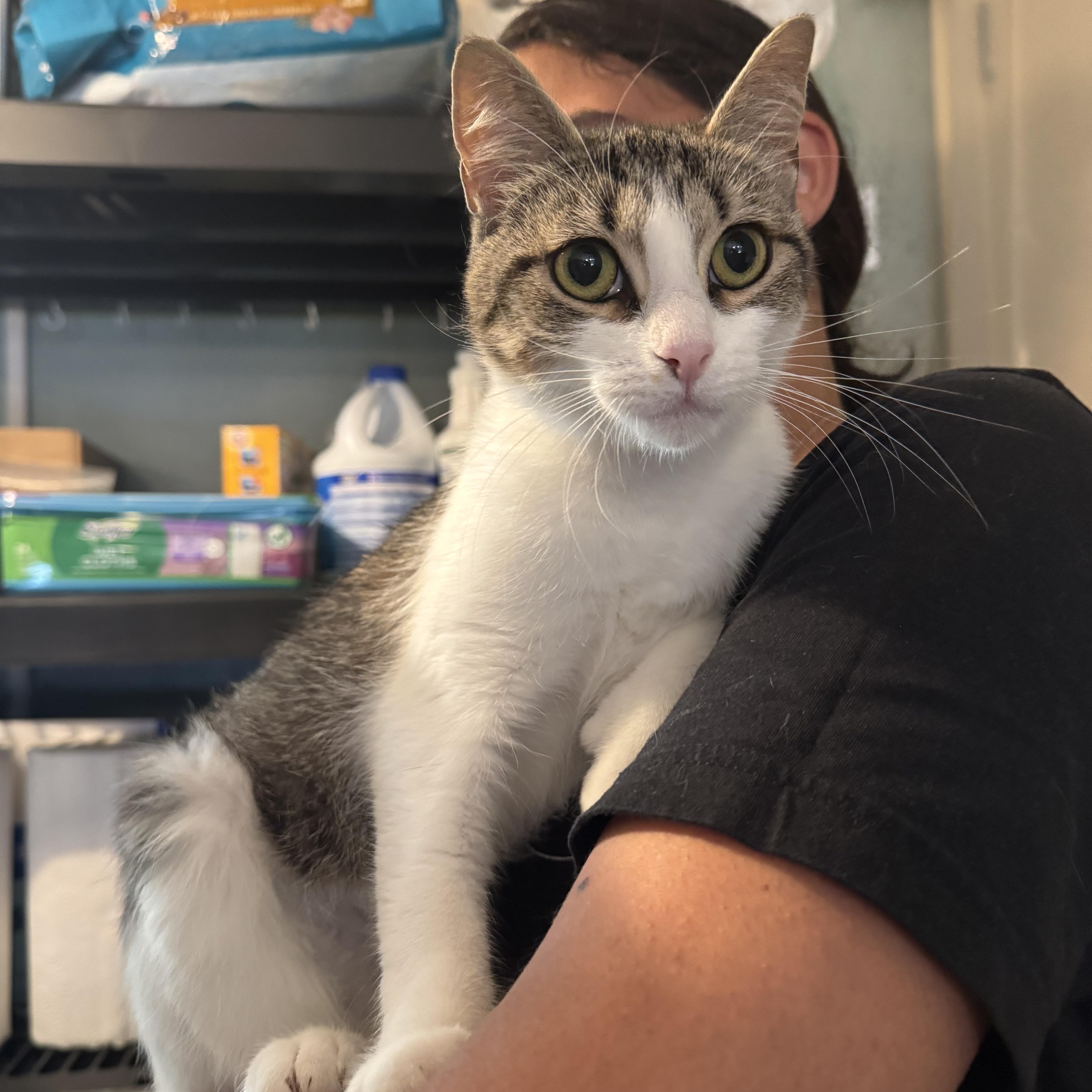An adult medium-sized female Tabby (Tiger Striped) Domestic Short Hair cat named Bubbles for adoption in Rochester, NY