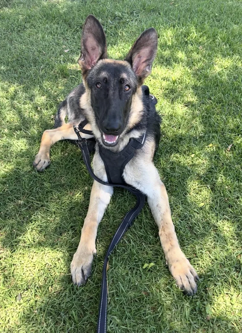 A young large-sized female German Shepherd Dog dog named Livie for adoption in El Cajon, CA