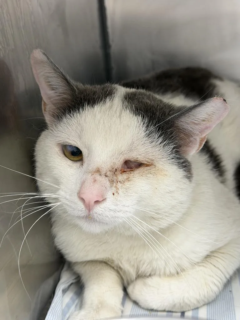 A young medium-sized male Domestic Short Hair cat named Casper for adoption in Pomona, NY