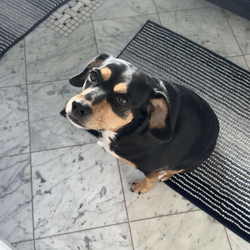 A senior medium-sized female Beagle dog named Penny for adoption in Spring, TX