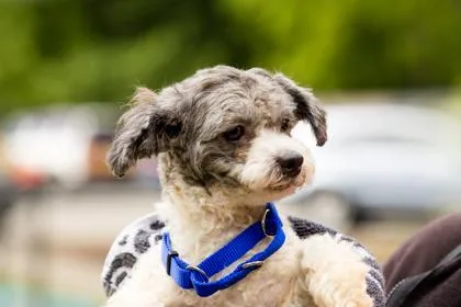 An adult small-sized female Mixed Breed dog named Camellia for adoption in West Chester, PA