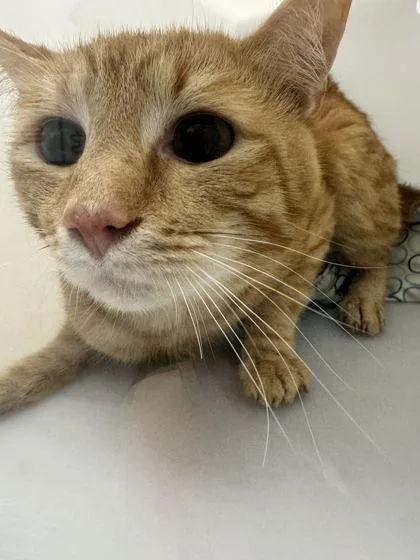 An adult medium-sized male Domestic Short Hair cat named Herbie for adoption in Sevierville, TN
