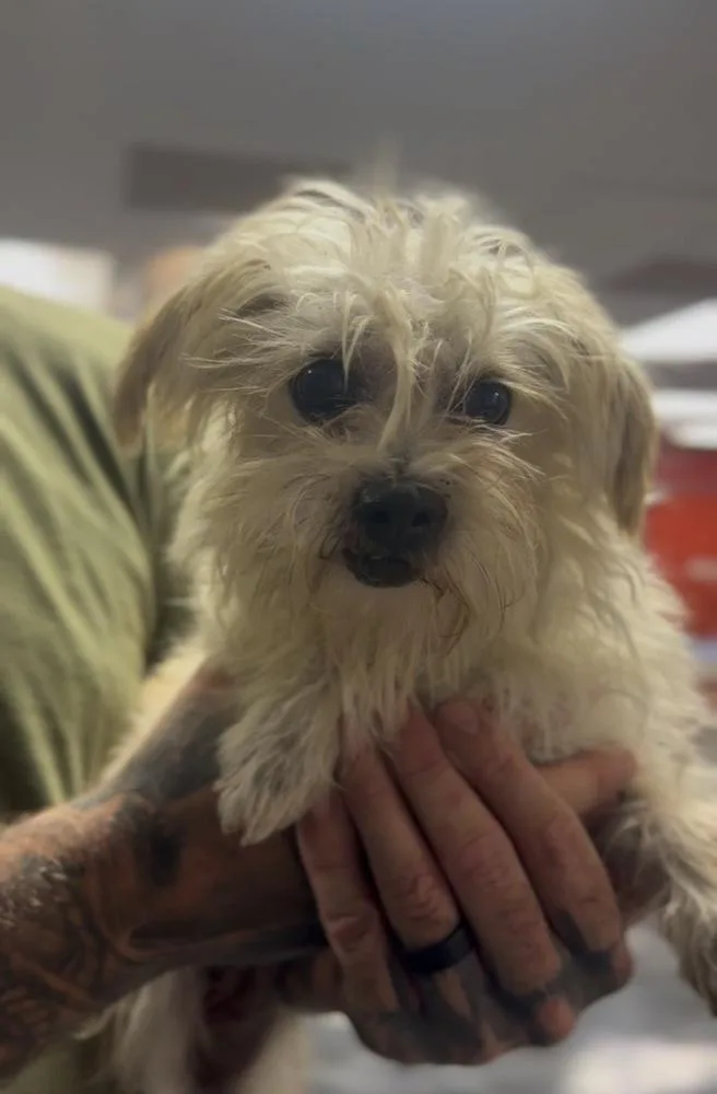 An adult small-sized female Maltese dog named Shirley for adoption in ventura, CA