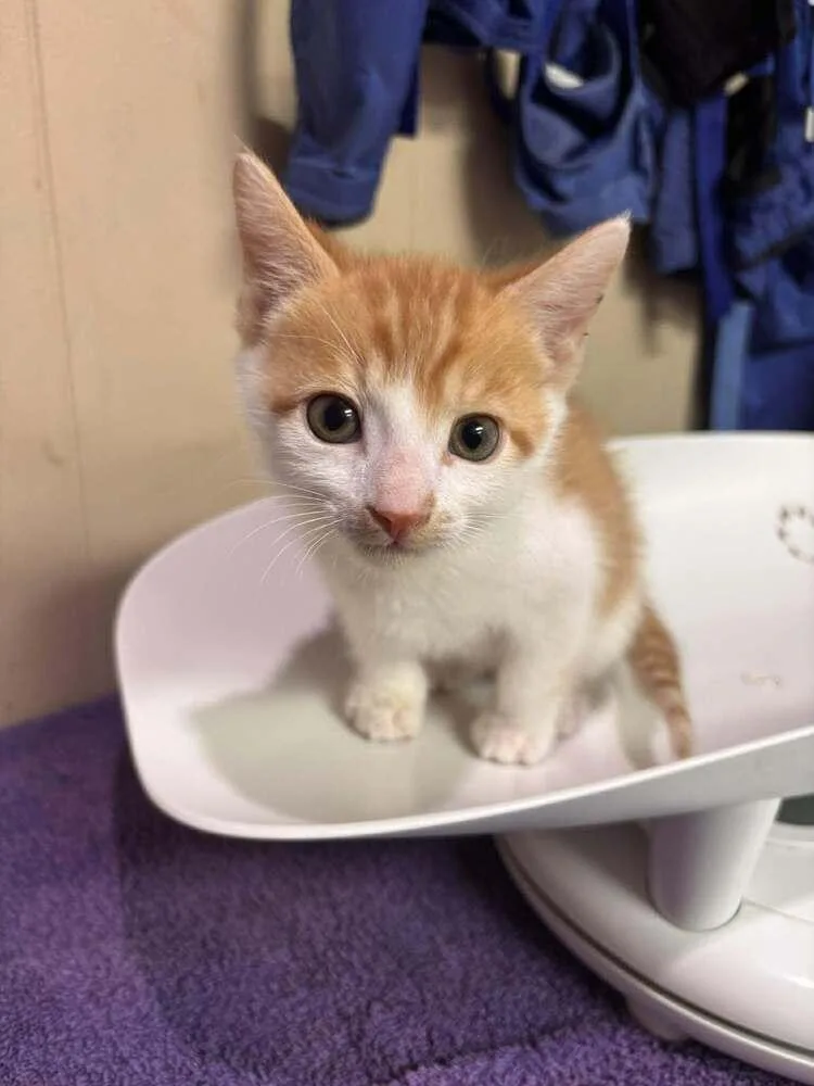 A baby small-sized male Orange & White Domestic Short Hair cat named George for adoption in Statesboro, GA