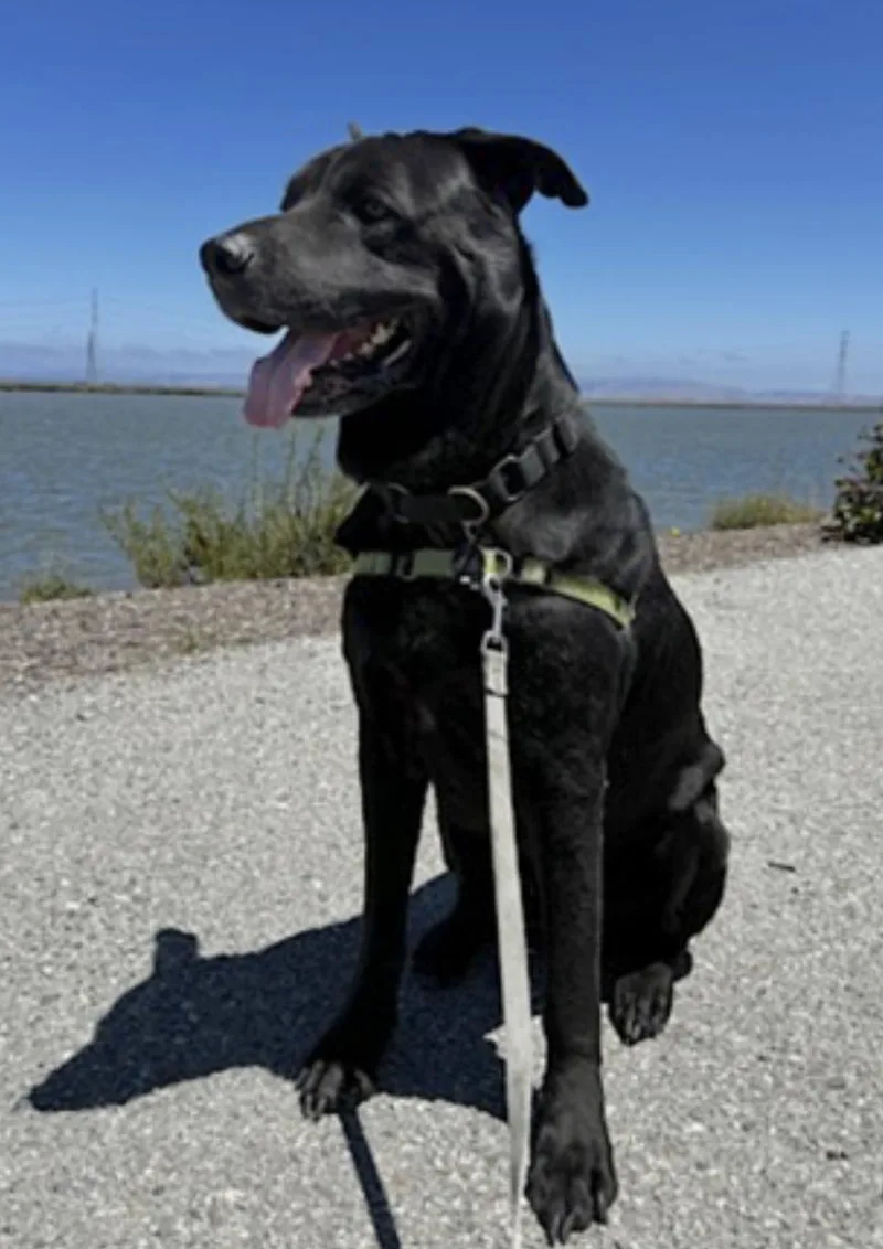 An adult large-sized male Black Rottweiler dog named Boogie for adoption in Amherst, MA
