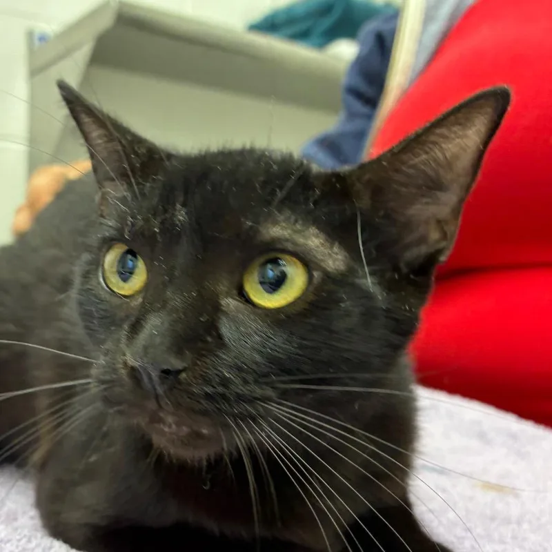 A young medium-sized female Black Domestic Short Hair cat named Davis for adoption in Corpus Christi, TX