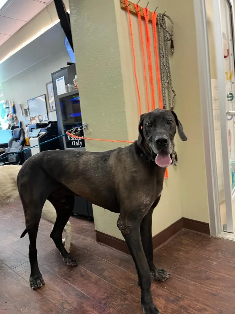 An adult extra large-sized male Great Dane dog named Dog Kennel Shadow for adoption in Greenville, TX