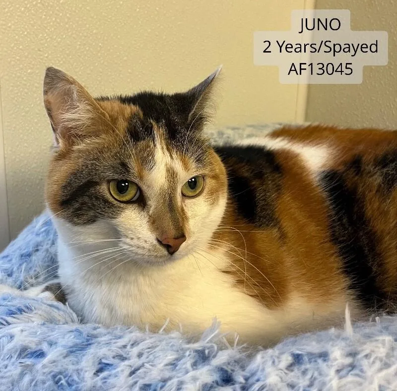 Juno