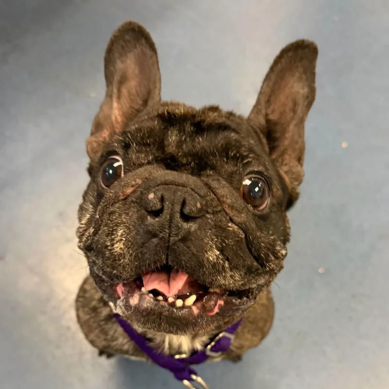 An adult small-sized female Black French Bulldog dog named Lilou for adoption in Los Angeles, CA