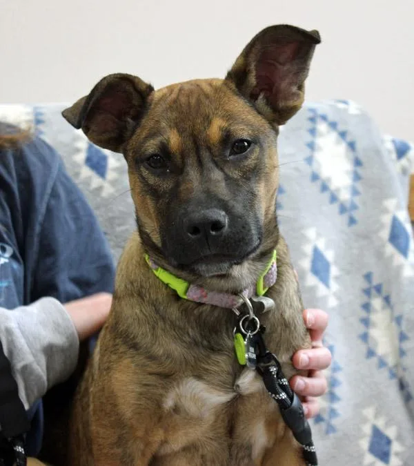 A young medium-sized female Bicolor Mixed Breed dog named Ladybug for adoption in Mansfield, MA
