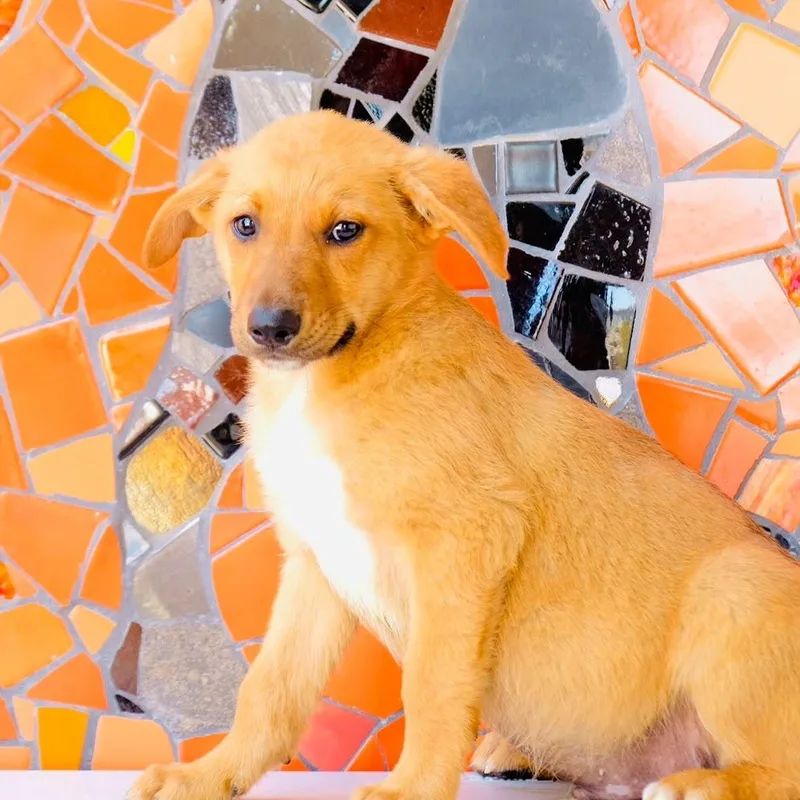 Argentina Pup Santa