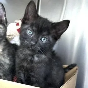 A baby small-sized female Black Domestic Short Hair cat named Spud for adoption in Novelty, OH