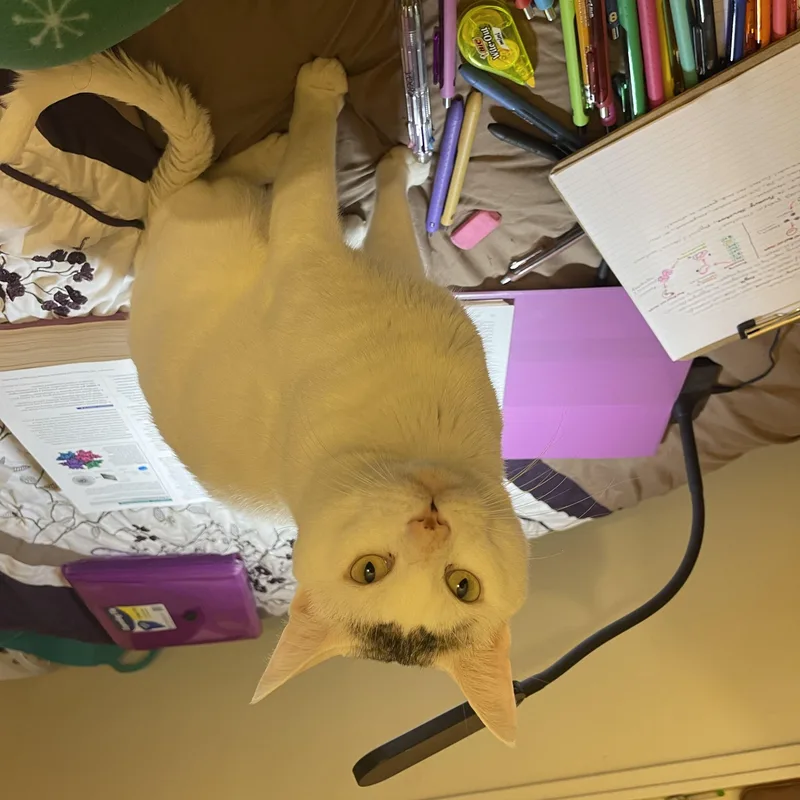A senior medium-sized male Gray & White American Shorthair cat named Speedy for adoption in Medford, MA