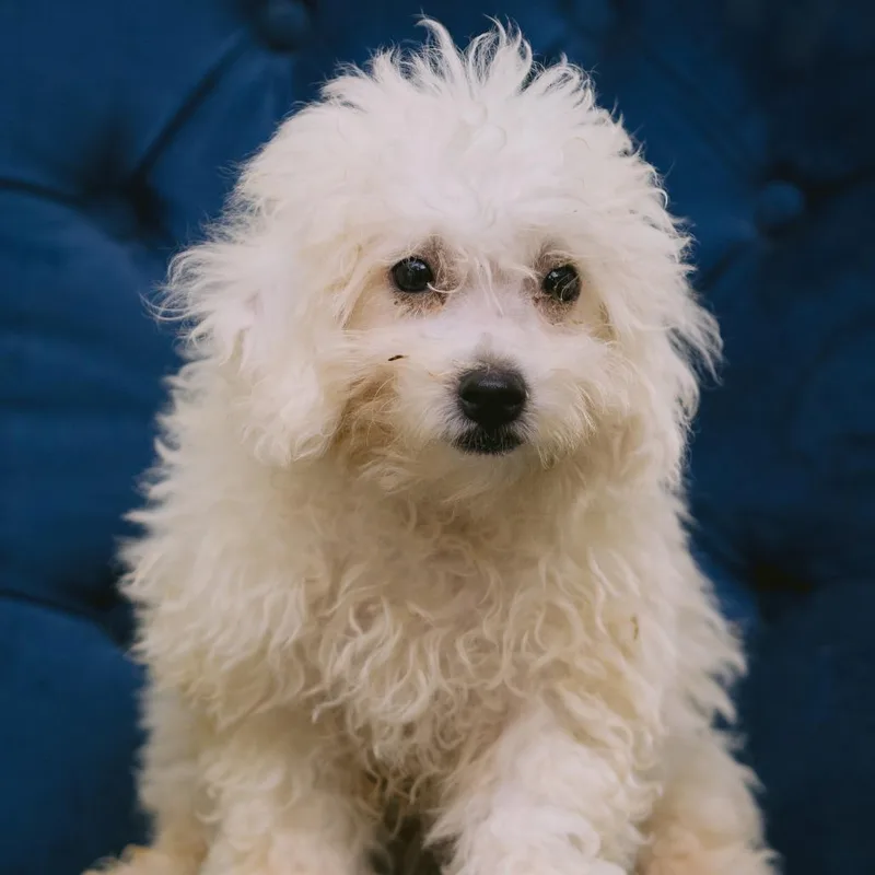 A baby small-sized male Bichon Frise dog named Angel Band for adoption in Zionsville, IN