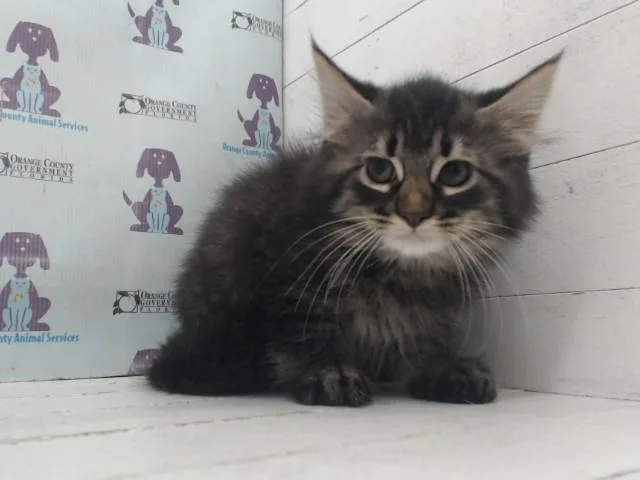 A baby small-sized male Domestic Long Hair cat named Bobo for adoption in Orlando, FL